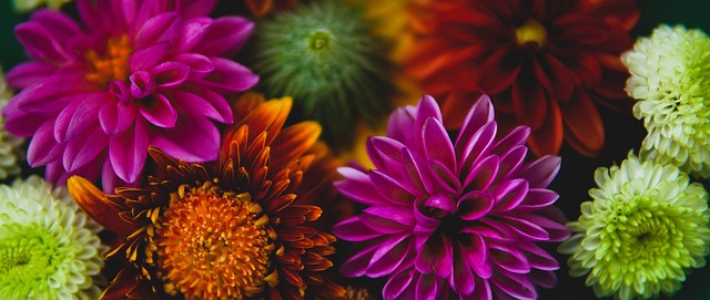 詹姆斯与杜 詹姆斯与杜