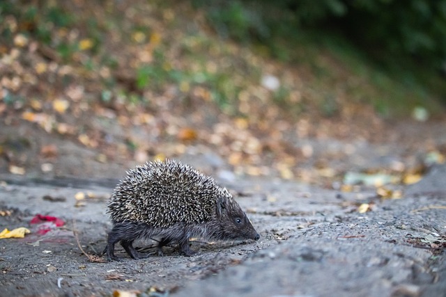 希望他的参 希望他的参
